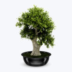 Delray Plants
