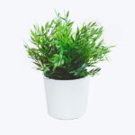 Ficus Pandurata