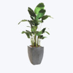 Azalea Bonsai