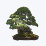 Boxwood Bonsai