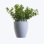 Liriope Grass