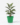 Green Pot Plant